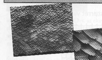 sommerfugletagplader