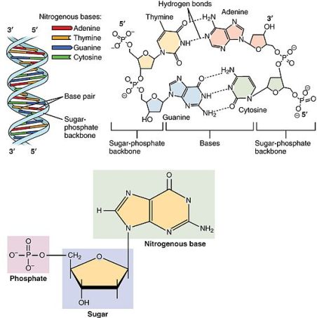 0322_DNA_Nucleotides
