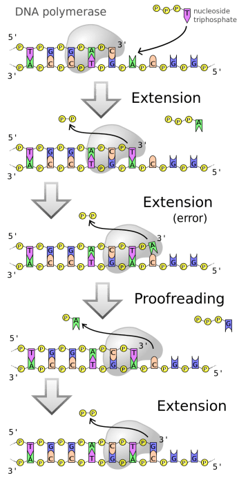 800px-DNA_polymerase