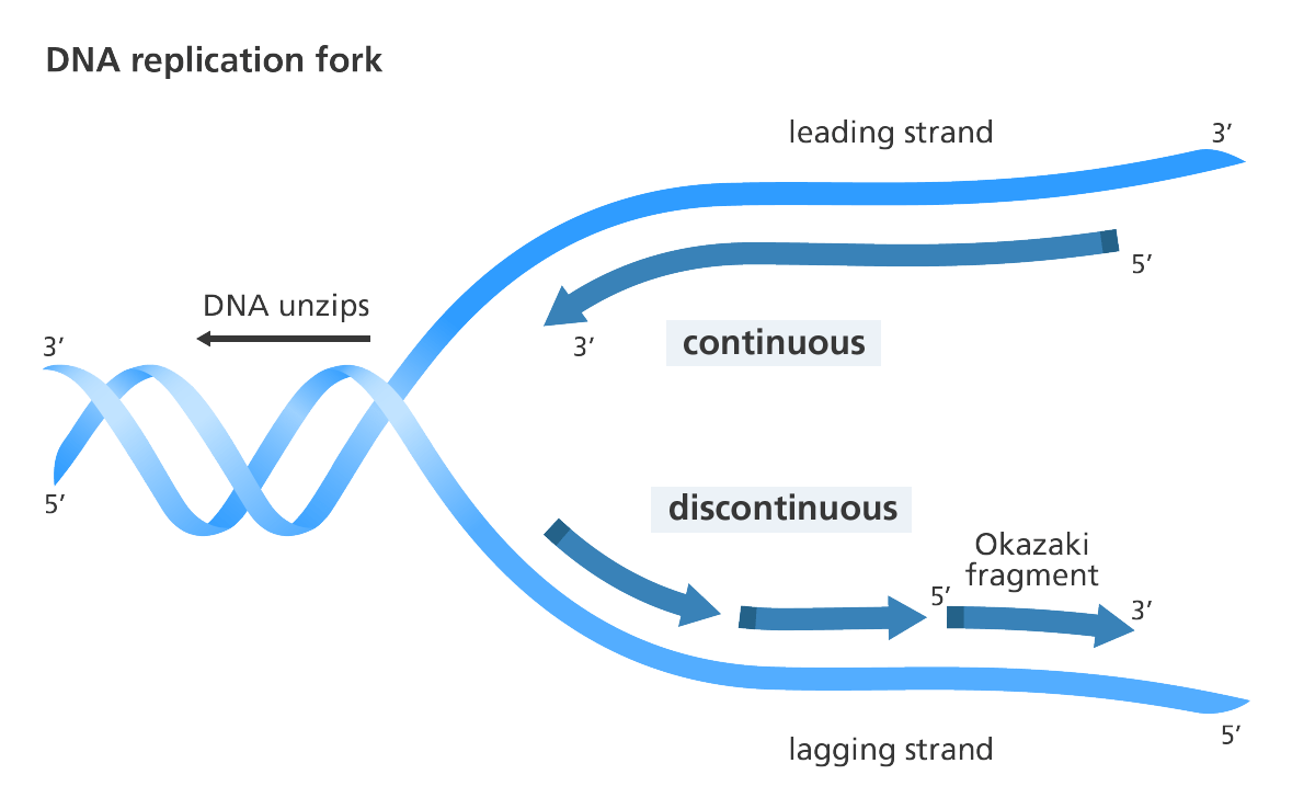 dna_replication_yourgenome