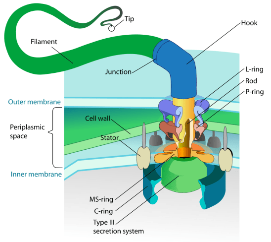 1024px-Flagellum_base_diagram-en.svg