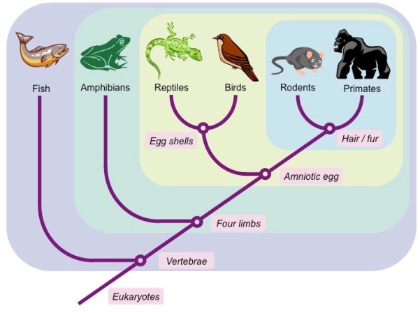 cladogram-construction_med